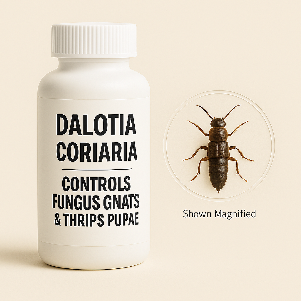 White bottle labeled Dalotia coriaria with a magnified rove beetle beside it in an etched circle, shown against a soft beige background, representing biological control of fungus gnats and thrips pupae.