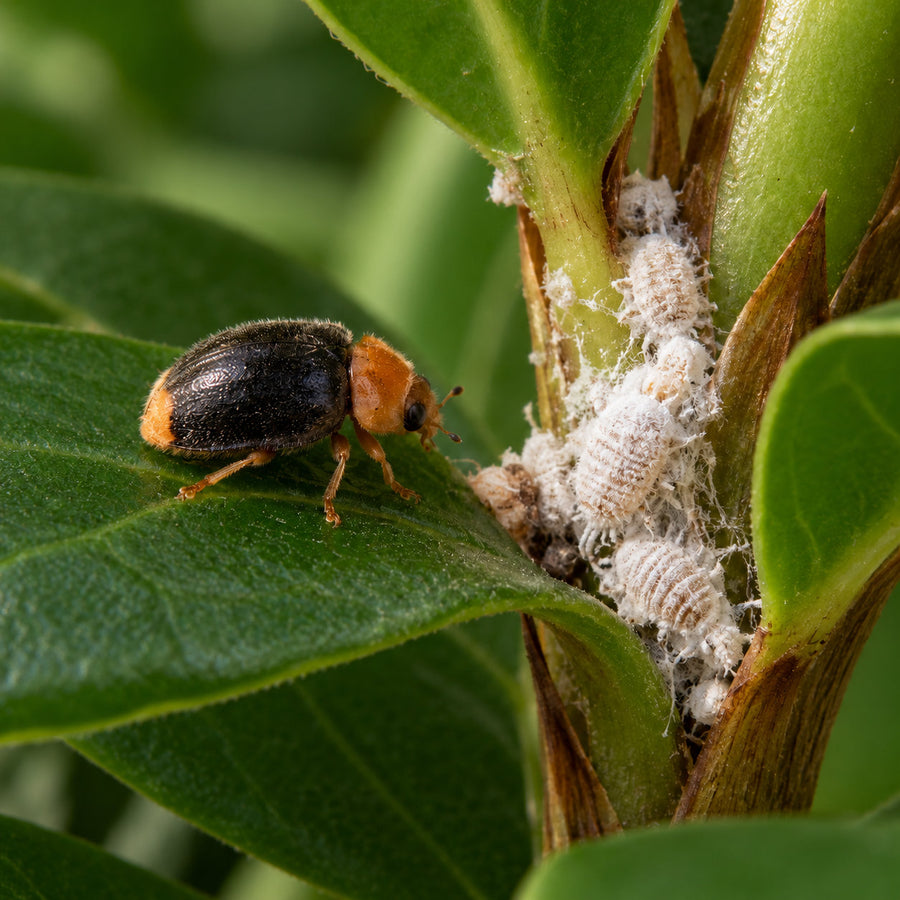 An adult Cryptolaemus montrouzieri mealybug destroyer on a leaf.