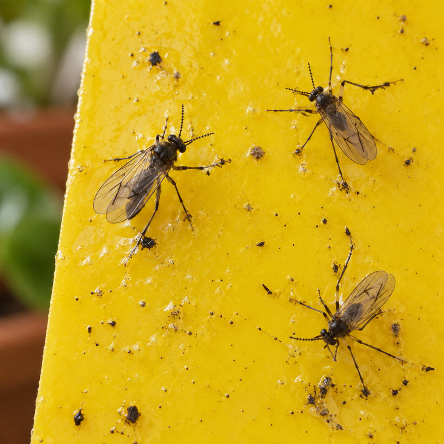 Adult fungus gnats stuck to a yellow sticky trap.