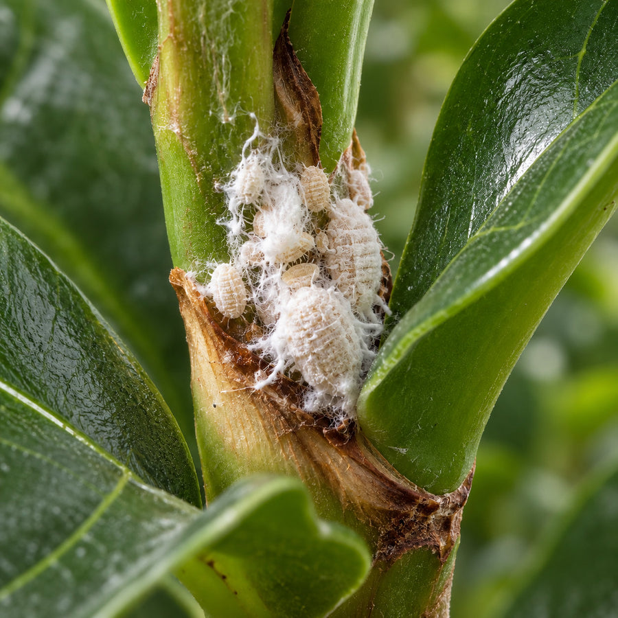 A mealybug colony in the leaf axil of a houseplant.