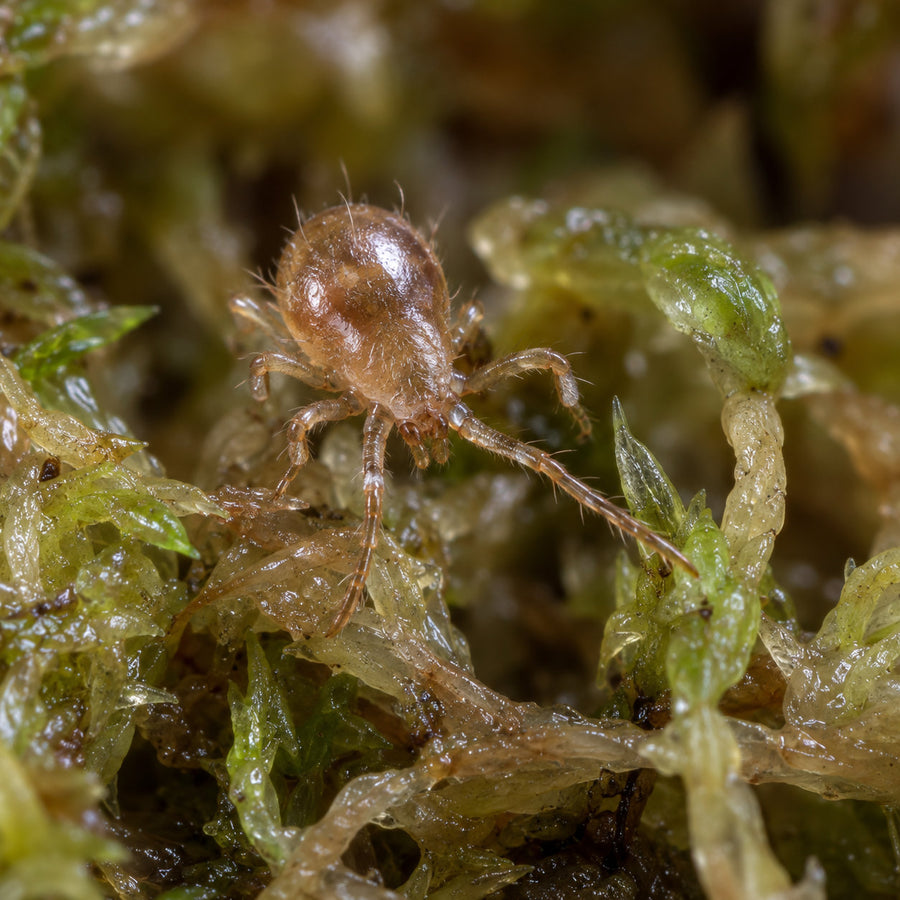 A soil predatory mite on a strand of sphagnum moss.
