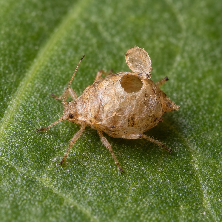 A spent bronze aphid mummy with its exit hole, left after the parasitoid emerged.