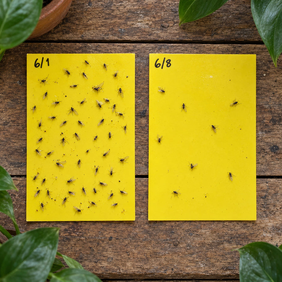 Two dated yellow sticky cards side by side, the earlier one crowded with insects and the later one nearly clear.