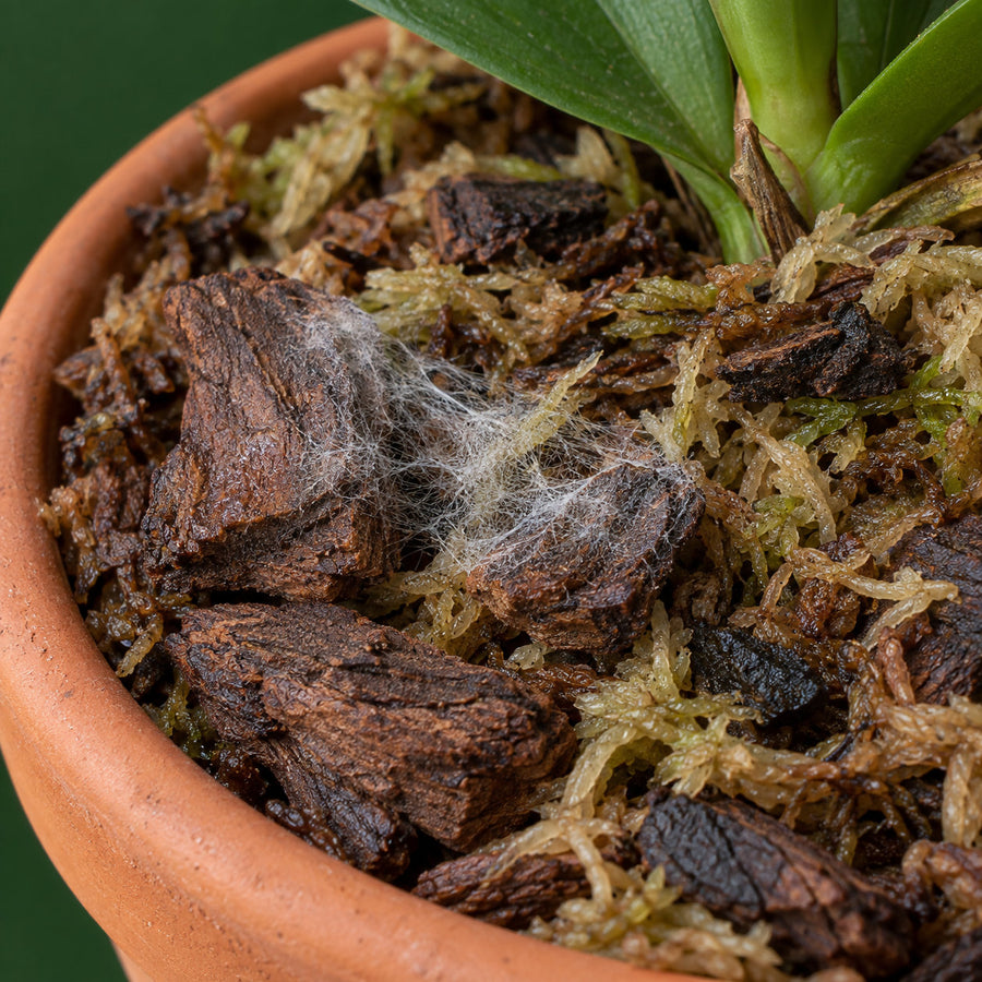 A patch of fine white mould spreading across bark chips and sphagnum in a terracotta pot.