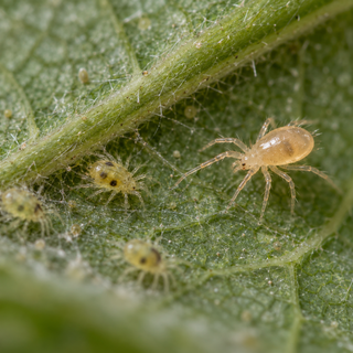 A pale Neoseiulus californicus predatory mite approaching spider mites on the underside of a leaf.