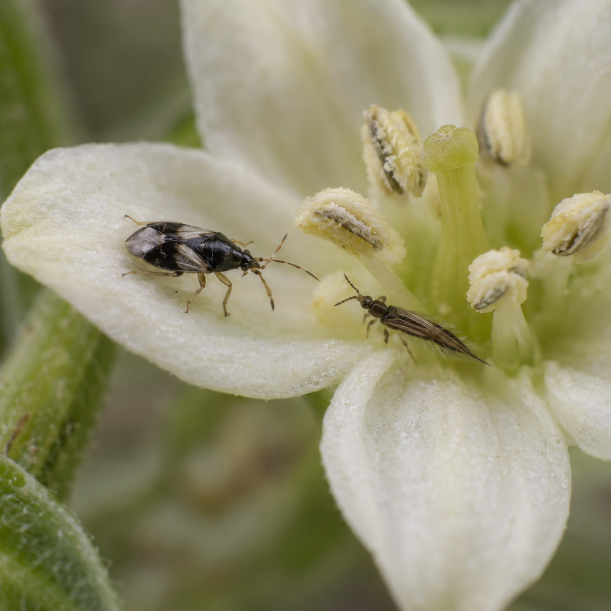 An Orius insidiosus minute pirate bug on a pepper flower facing an adult thrips.