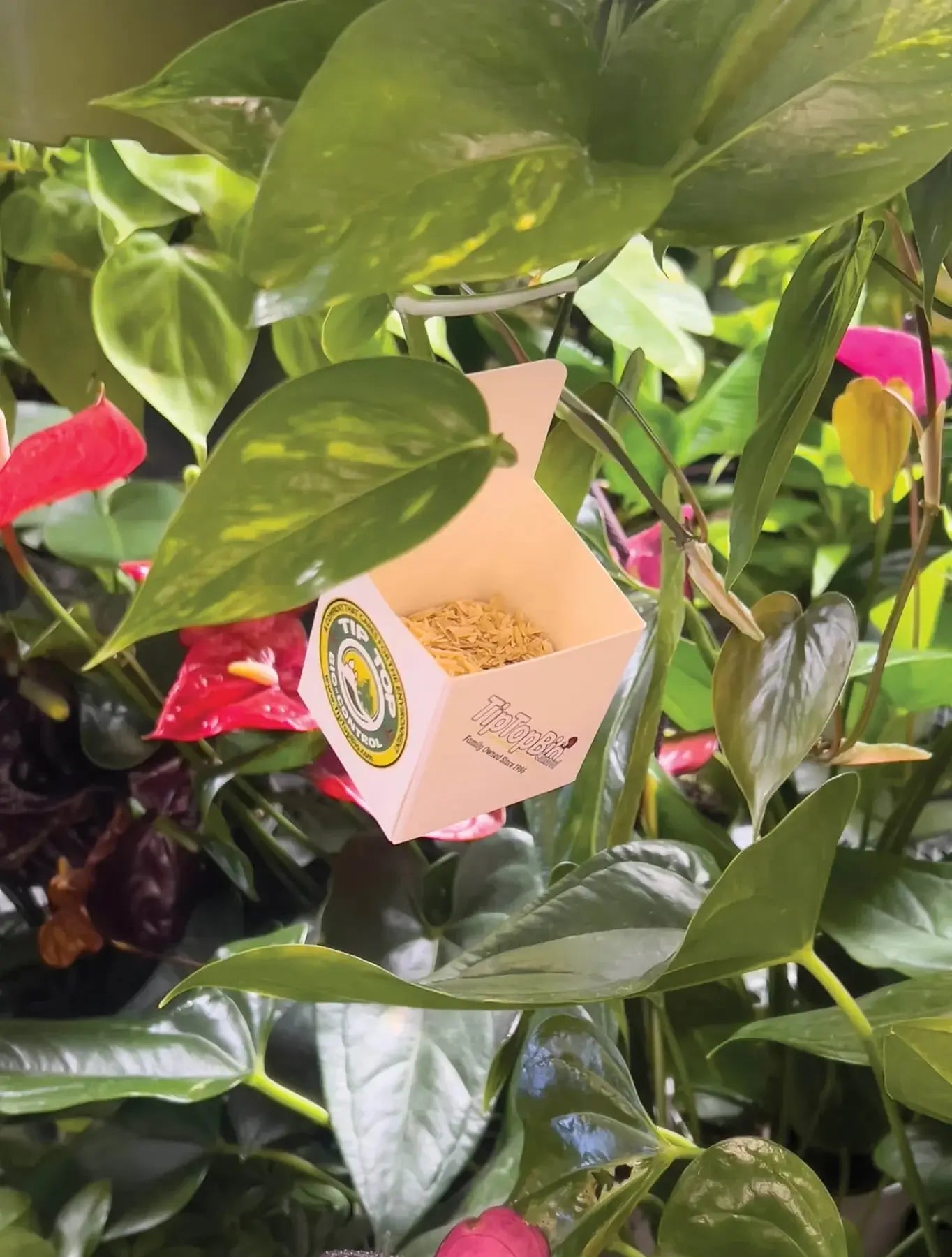 Green Lacewing Eggs in container for natural pest control, surrounded by vibrant green and red foliage.
