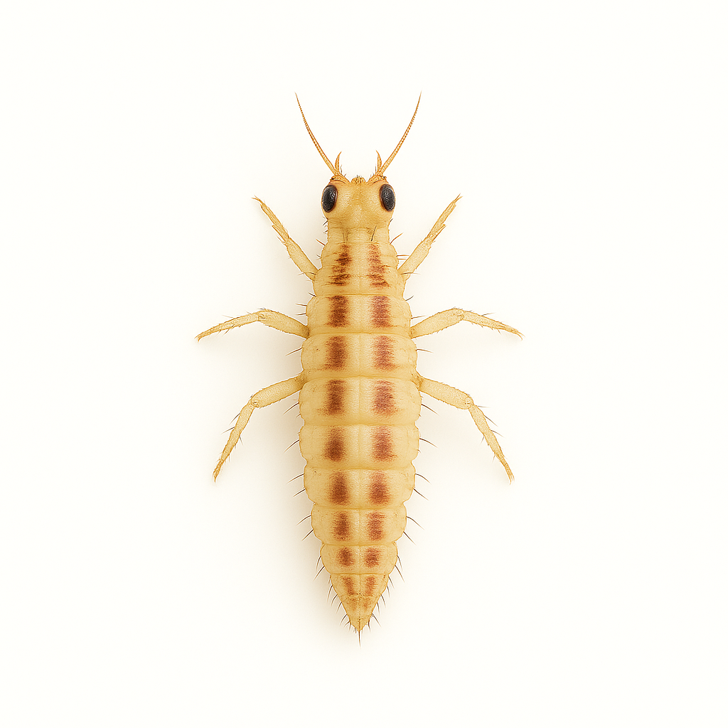 Green lacewing larva (Chrysoperla rufilabris) on pure white background – beneficial insect predator for controlling aphids, thrips, and other soft-bodied pests in greenhouse and crop systems.