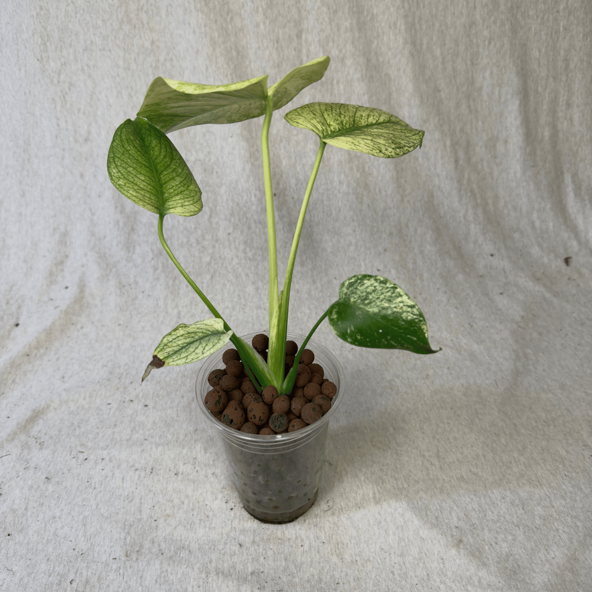 Monstera White Monster Denser in a clear pot showcasing intricate white marbling and bold variegation perfect for collectors.