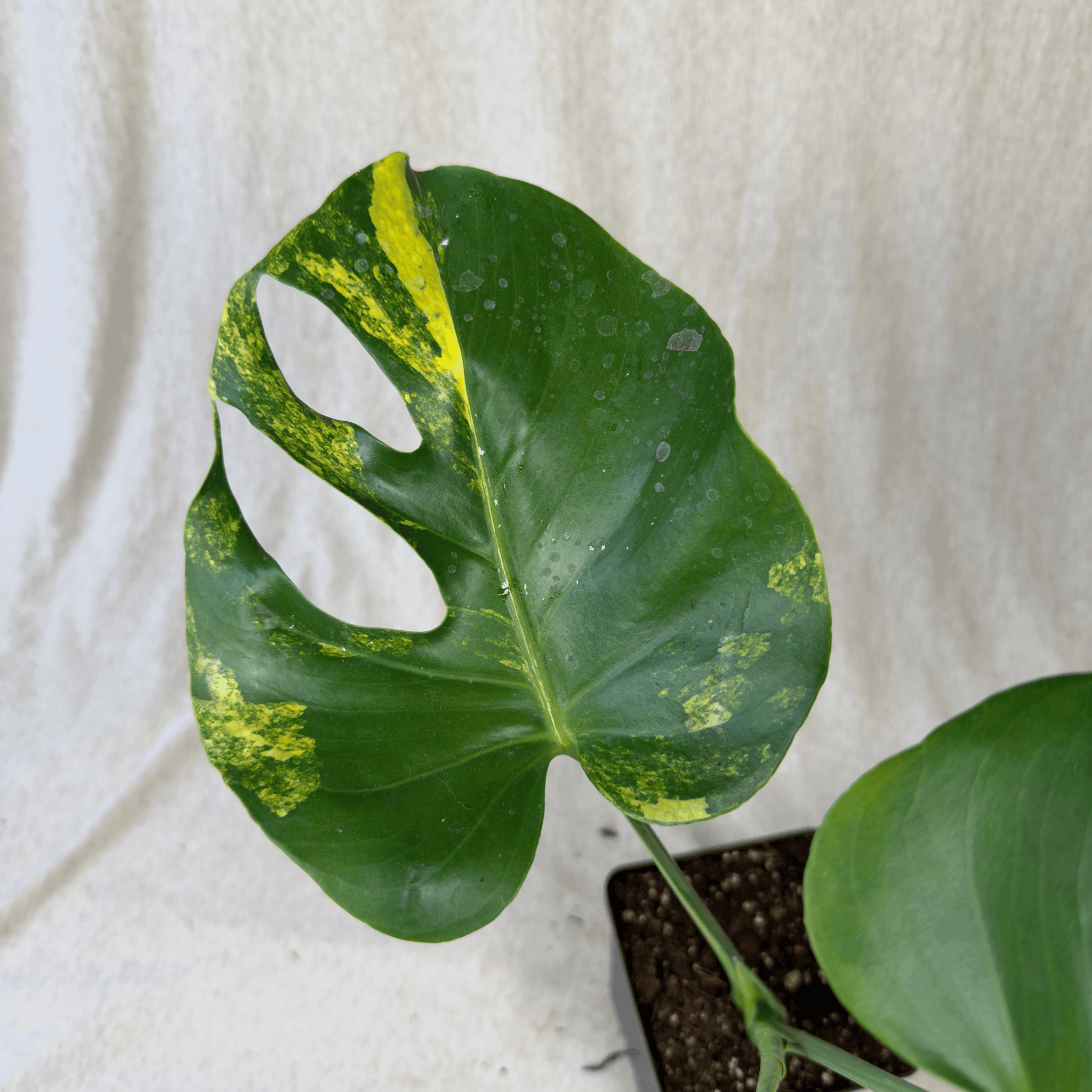 Monstera Yellow Marilyn - Exact Plant showcasing deep green leaf with lemon yellow variegation and dramatic fenestrations.