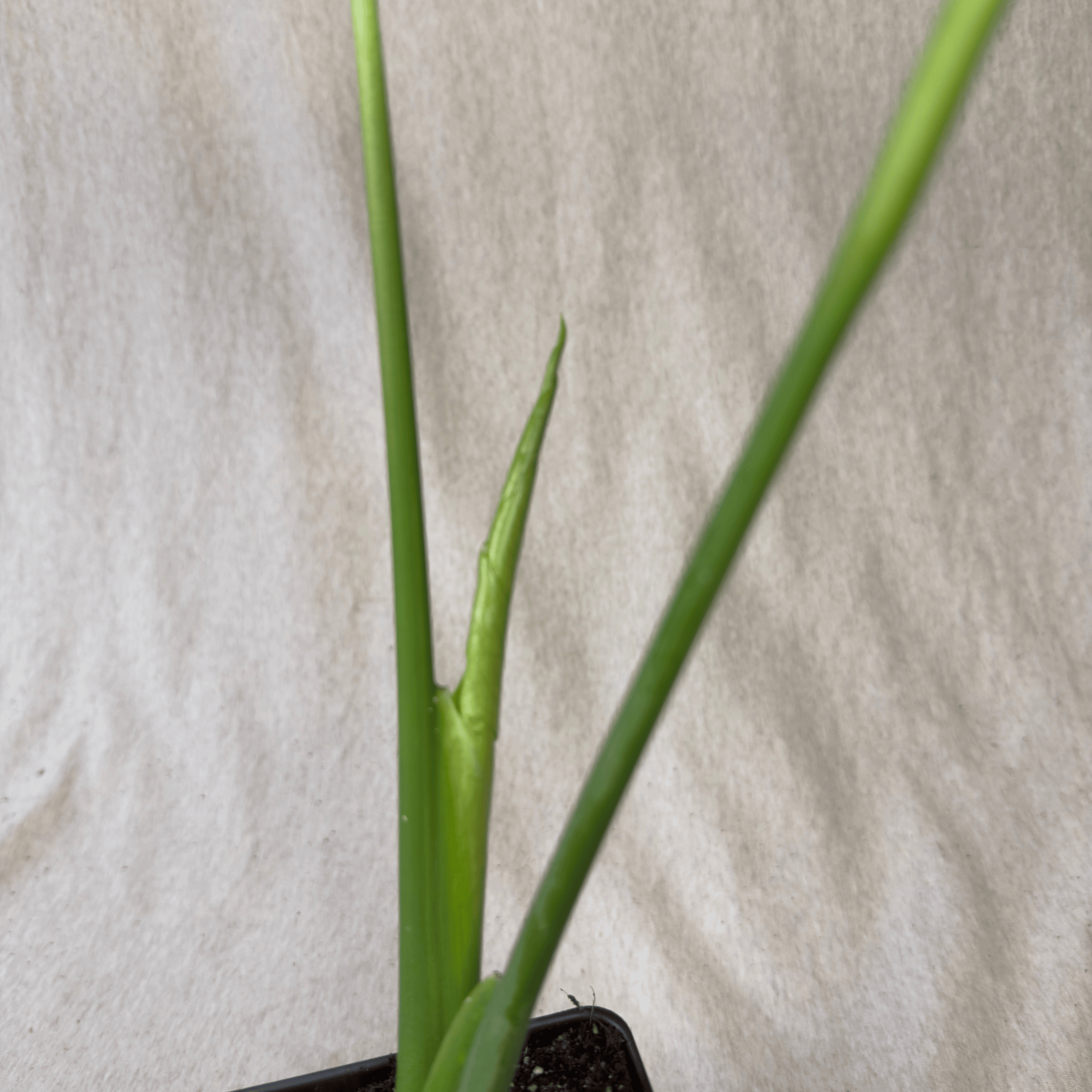 Monstera Yellow Marilyn - Exact Plant with green leaves in pot, showcasing unique variegation patterns for indoor decor.