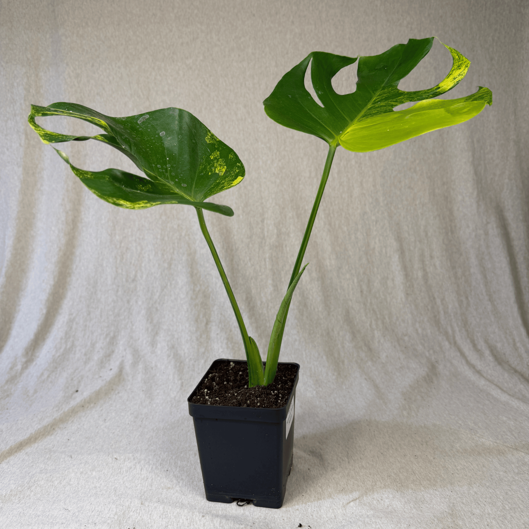 Monstera Yellow Marilyn - Exact Plant with vibrant yellow and green variegated leaves in a pot, perfect for indoor decoration.