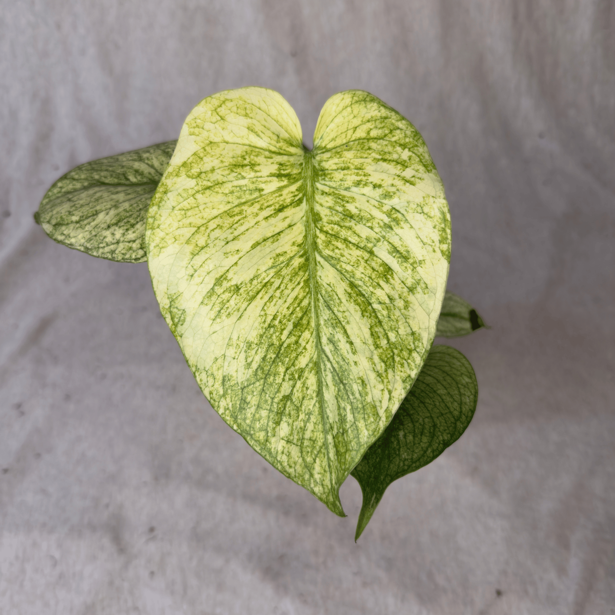 Close-up of Monstera White Monster Denser leaf with high-contrast white variegation, showcasing intricate marbling patterns.