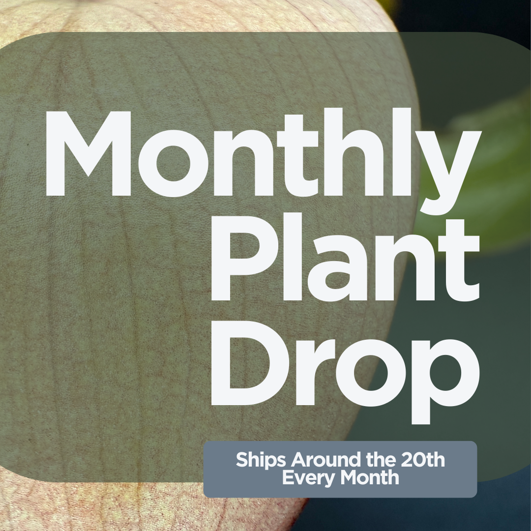 Monthly Plant Drop subscription ad showcasing unique and rare plants for collectors, ships around the 20th each month.