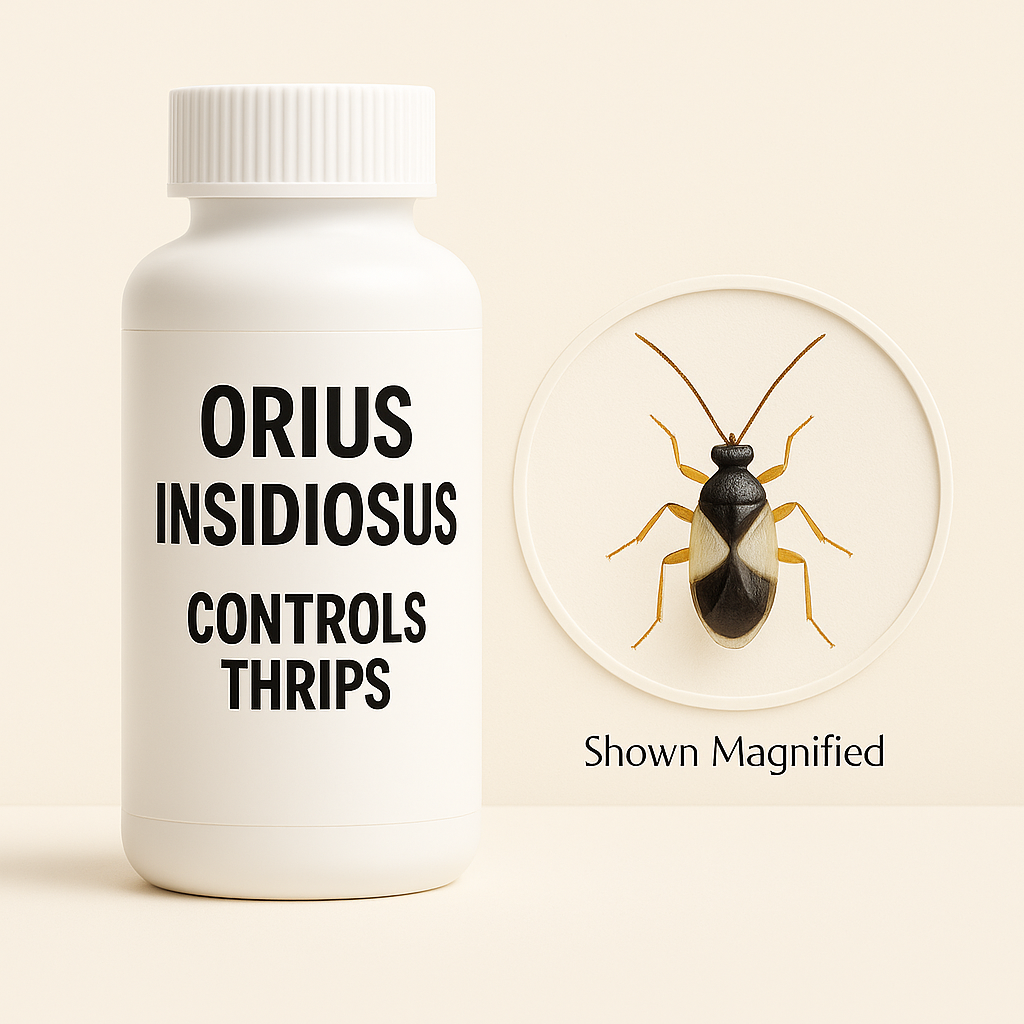 White bottle labeled Orius insidiosus shown against a beige background, representing biological control of thrips