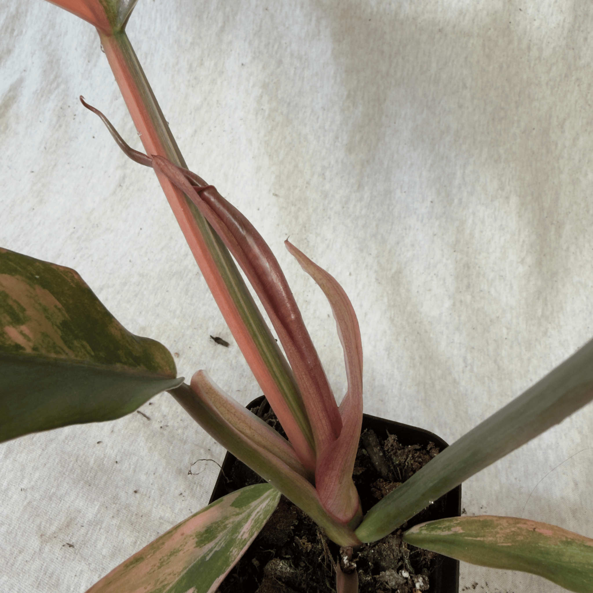 Philodendron Caramel Marble plant with variegated leaves in a 4-inch pot, showcasing rich caramel and mint tones.