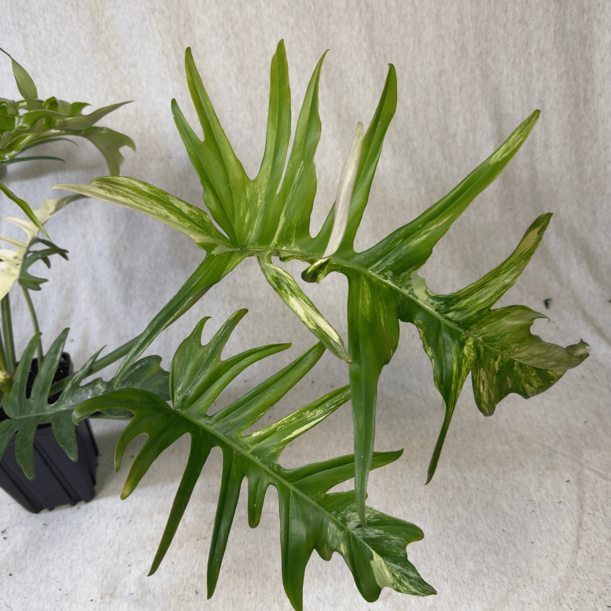 Philodendron Florida Beauty x Tortum - Exact Plant showing variegated and dissected leaf patterns, blending cream-to-lime hues.
