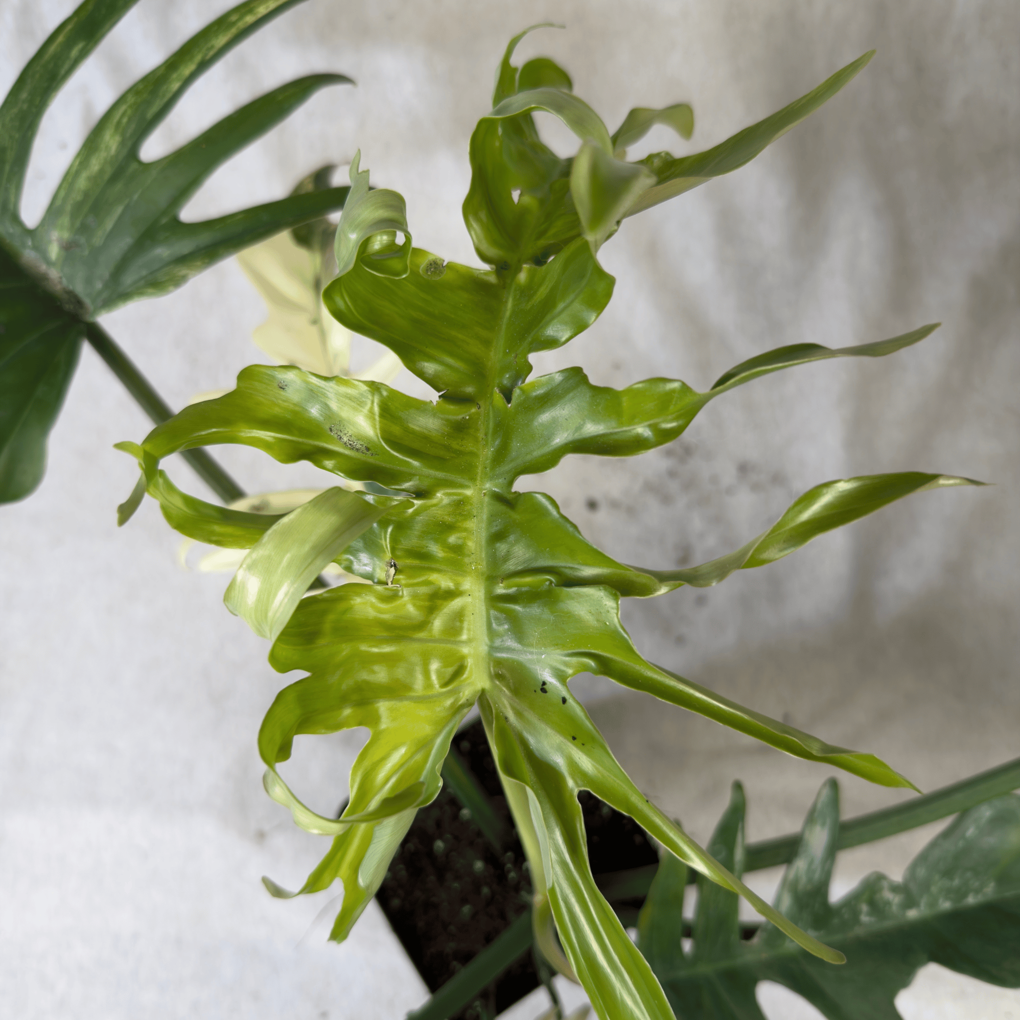 Philodendron Florida Beauty x Tortum - Exact Plant with variegated and dissected leaves.