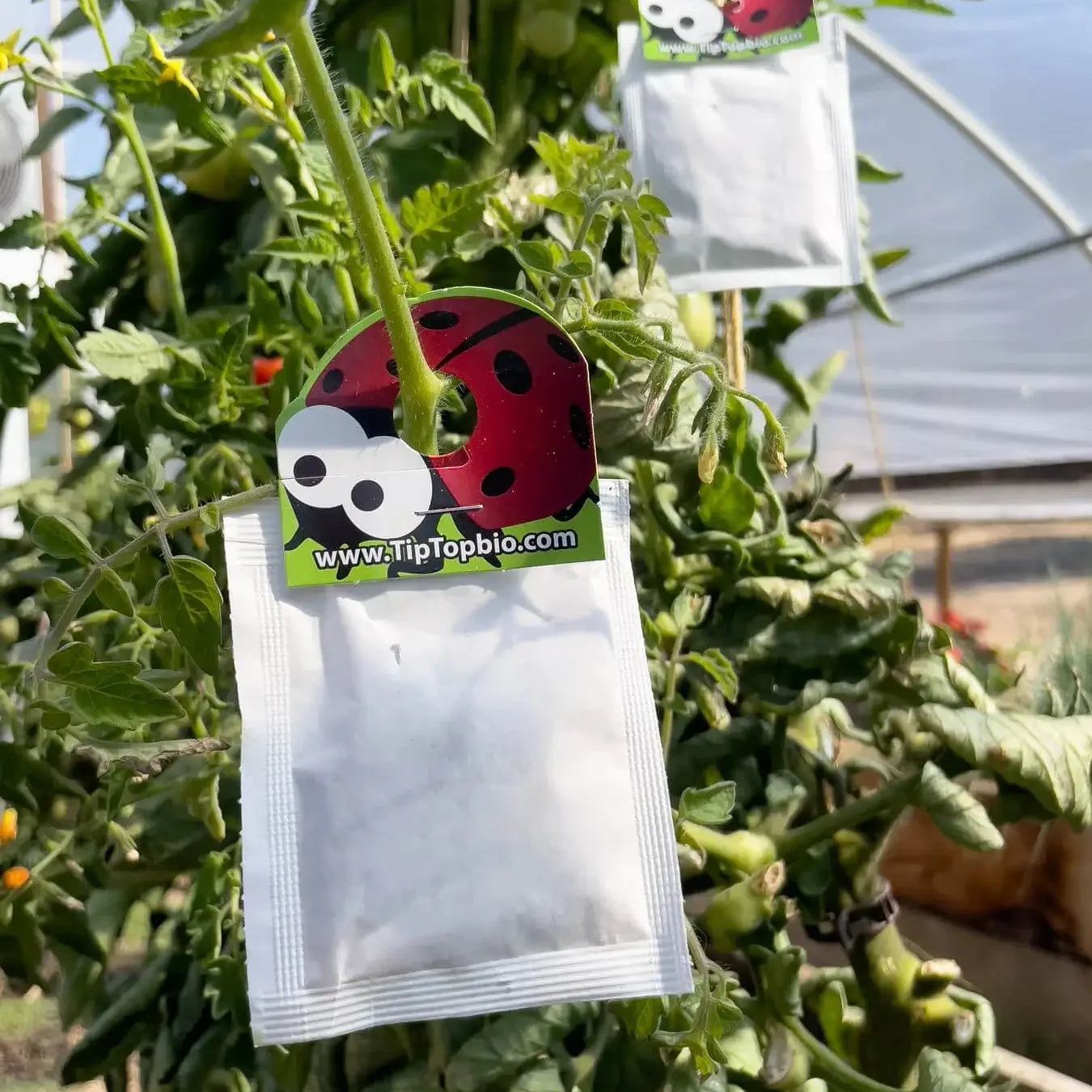 Phytoseiulus persimilis sachet hanging on tomato plant for spider mite control in greenhouse