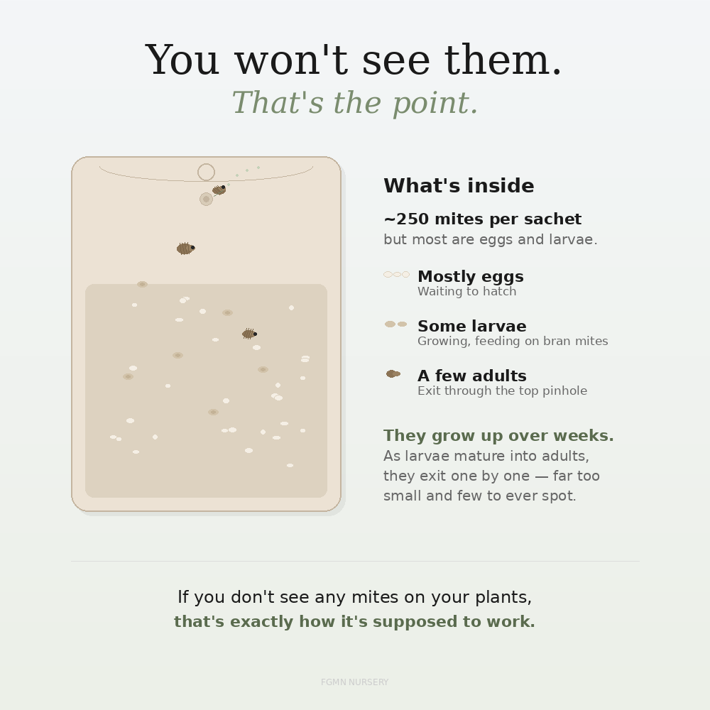Illustration headed "You won't see them. That's the point." A cutaway slow-release sachet is filled with scattered dots standing for predatory mites at three life stages, beside a key: mostly eggs waiting to hatch, some larvae still growing, and a few adults that leave through the pinhole at the top. A note explains that larvae mature into adults and exit one by one over several weeks, far too small and too few to spot on a plant.