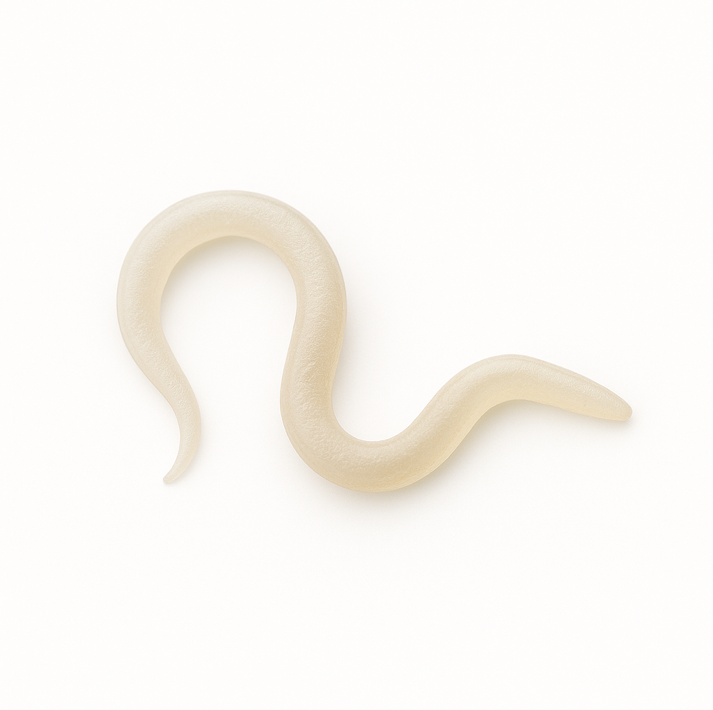 Steinernema feltiae beneficial nematode on a white background – biological control organism used against fungus gnat larvae, root maggots, and other soil-dwelling pests.