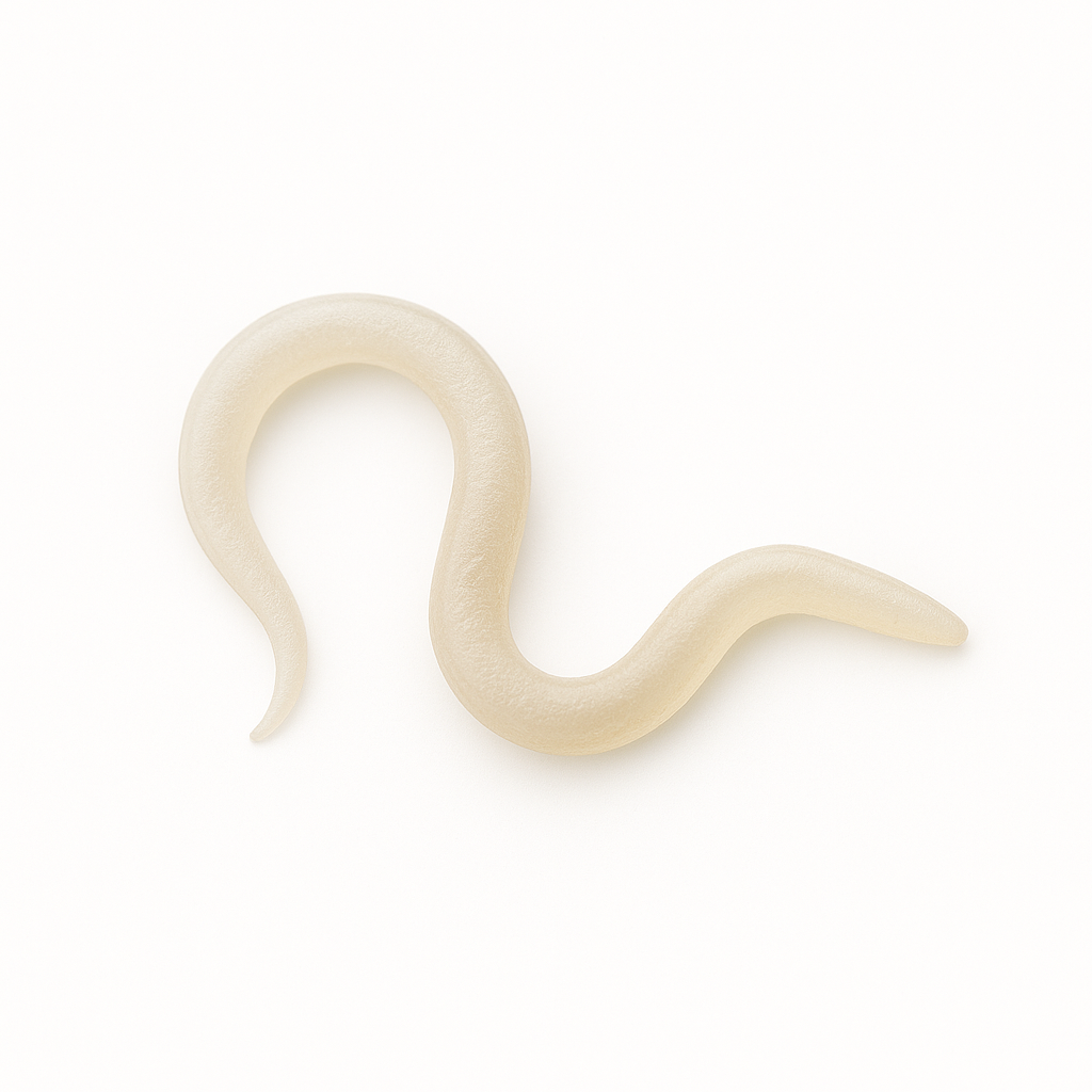 Steinernema feltiae beneficial nematode on a white background – biological control organism used against fungus gnat larvae, root maggots, and other soil-dwelling pests.