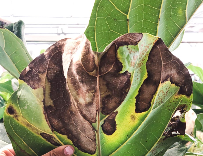 Why are my plant's leaves turning brown after shipping?