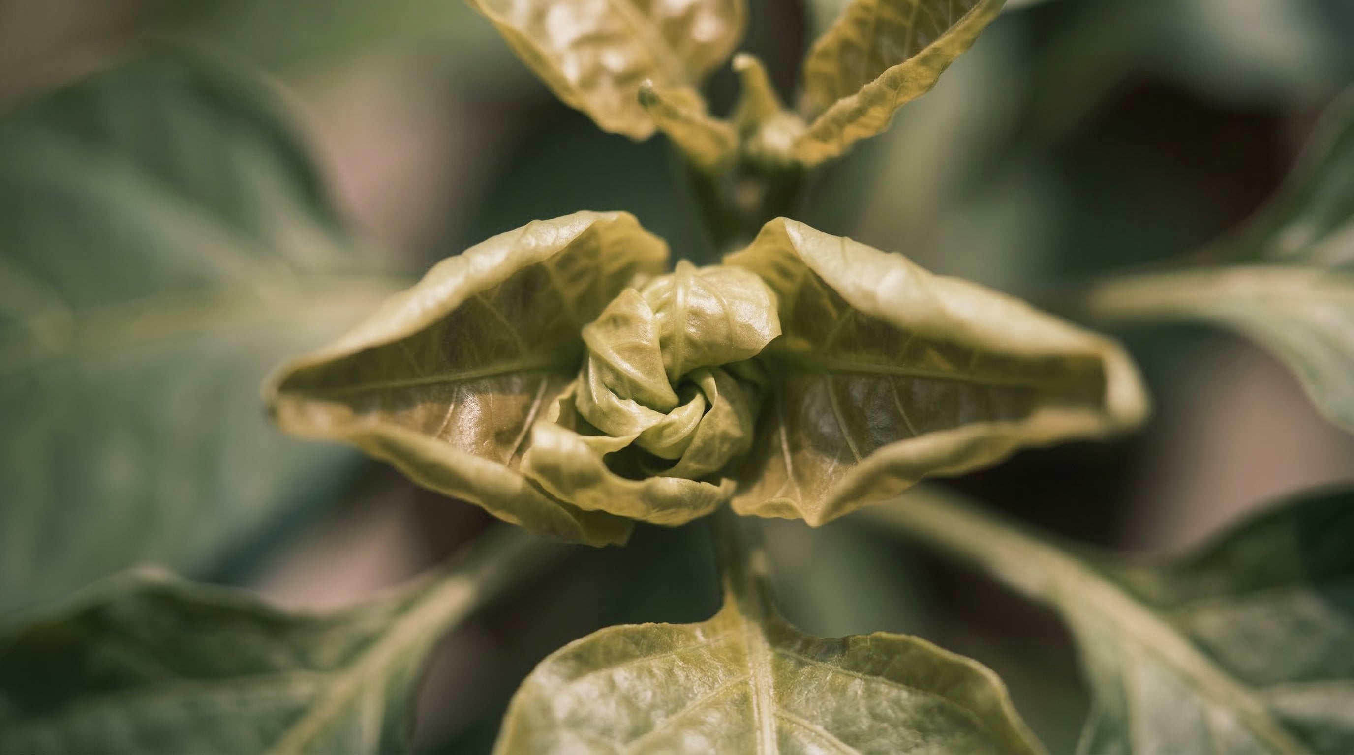 No Webbing. No Warning. No Fun.