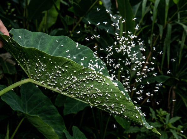Whitefly Treatment That Doesn't Wear Off