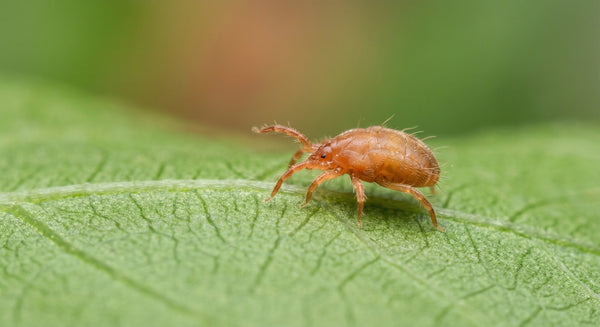 Are Predatory Mites Right for You?