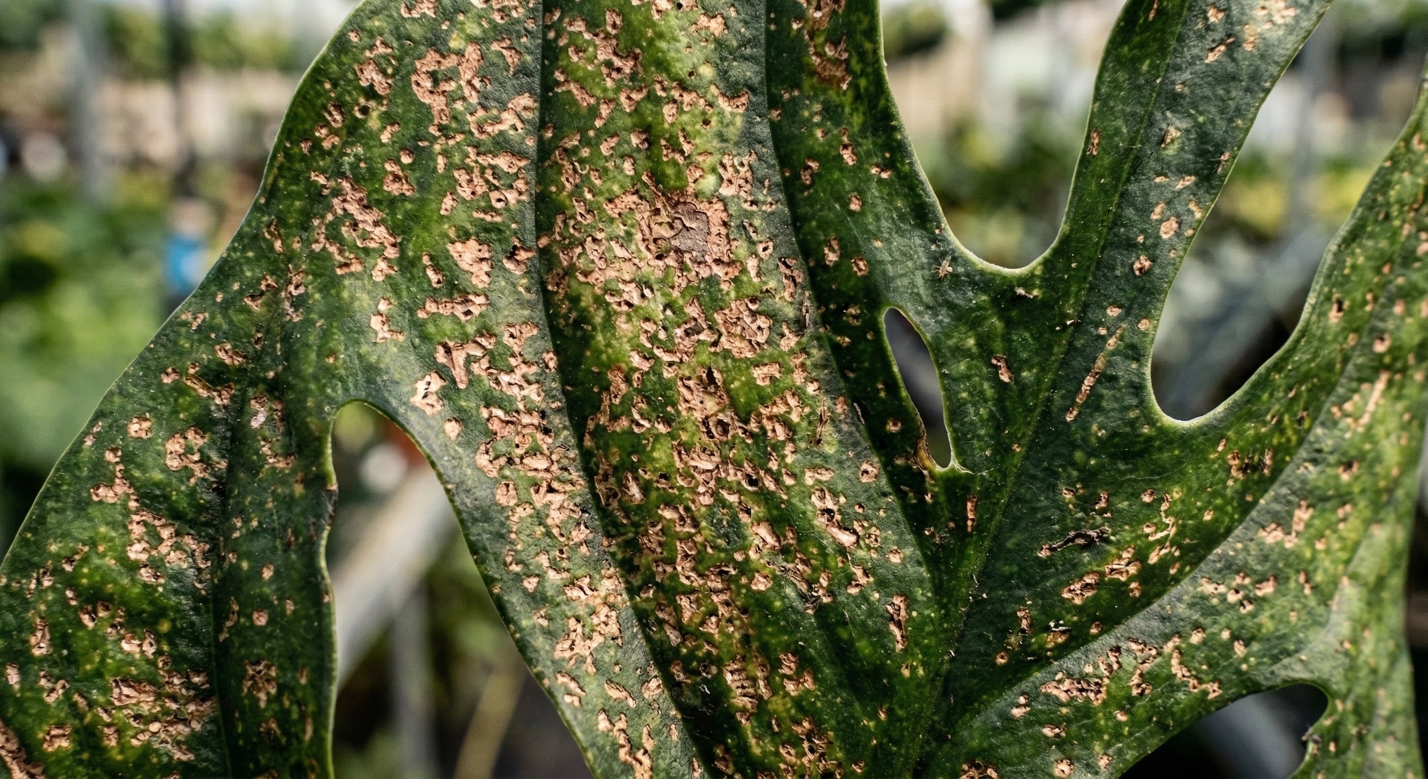 How to Treat Thrips (And Why It's Harder Than Everyone Says)