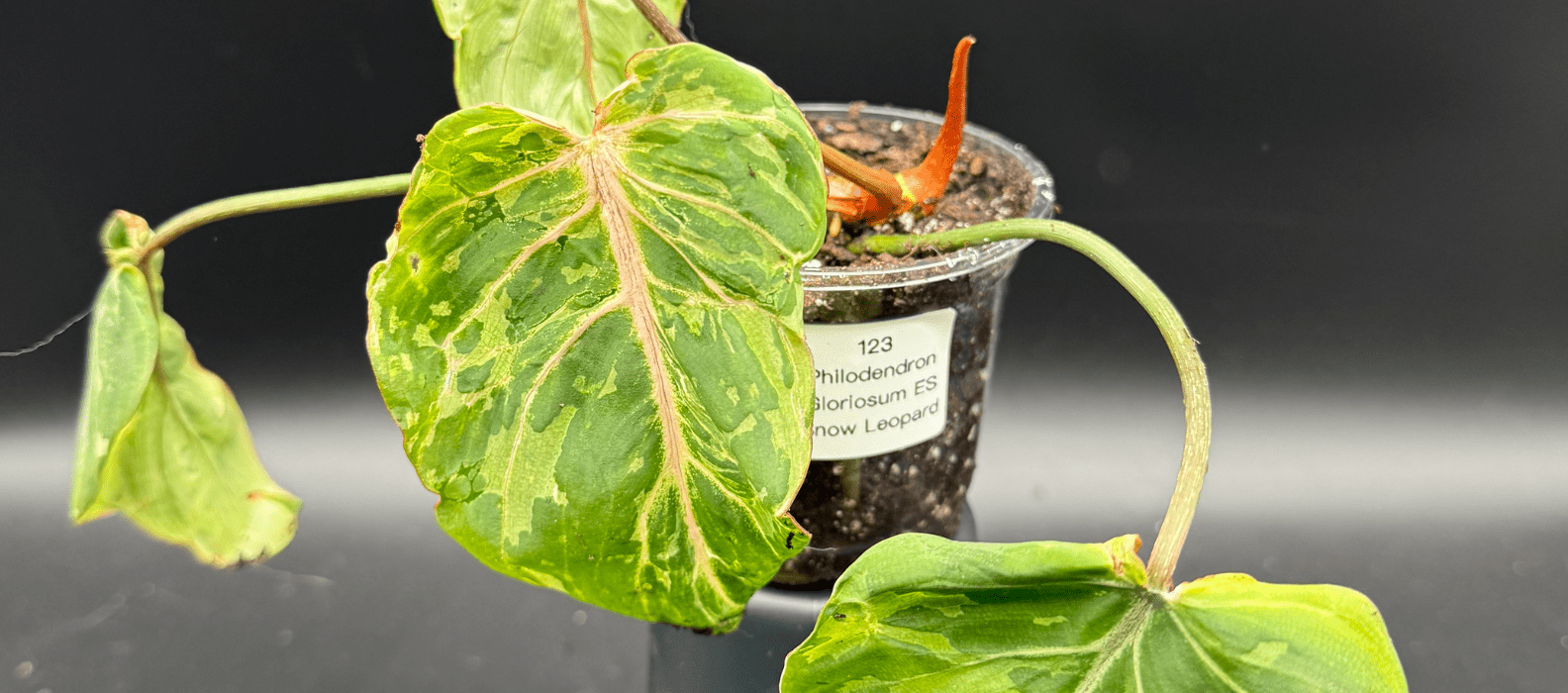 All You Need to Know about the Philodendron Gloriosum ES 'Snow Leopard' - FGMN Nursery