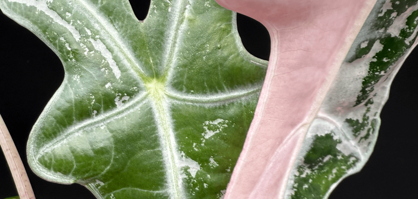 Alocasia and Humidity: How to Create the Perfect Environment - FGMN Nursery