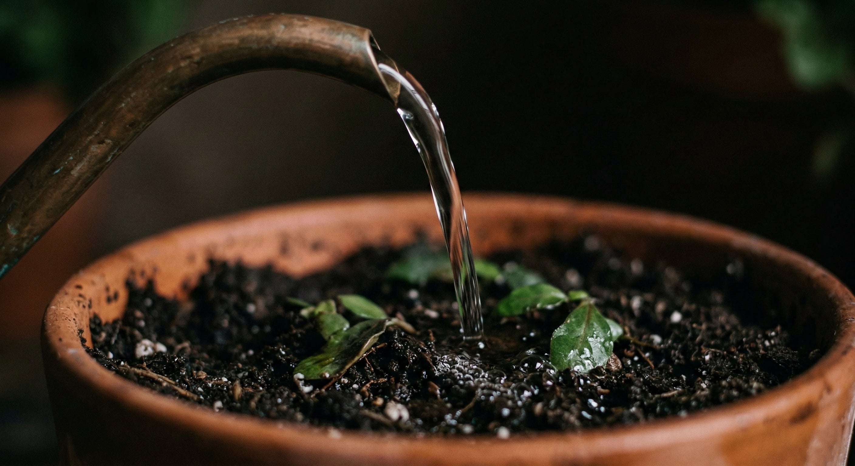 How to Dose Beneficial Nematodes (Without Losing Your Mind)