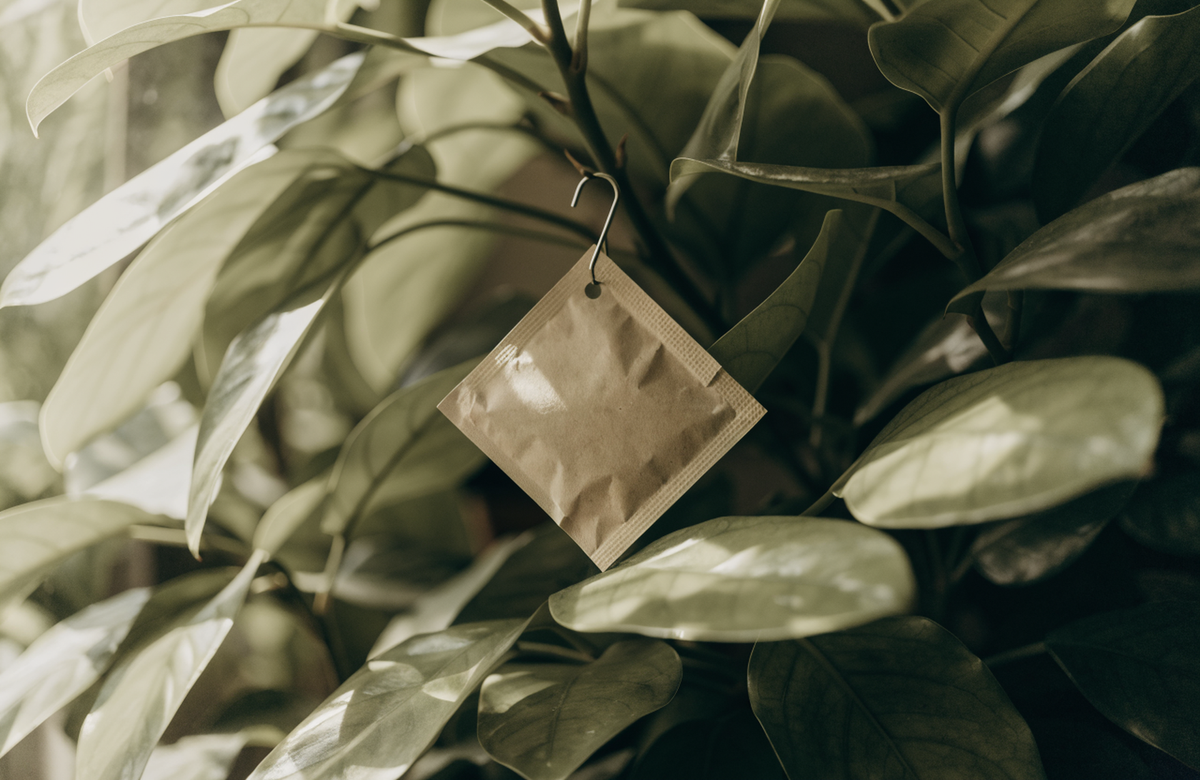 A paper predatory mite sachet hanging from a stem deep inside a houseplant's leaf canopy, shaded by the surrounding foliage