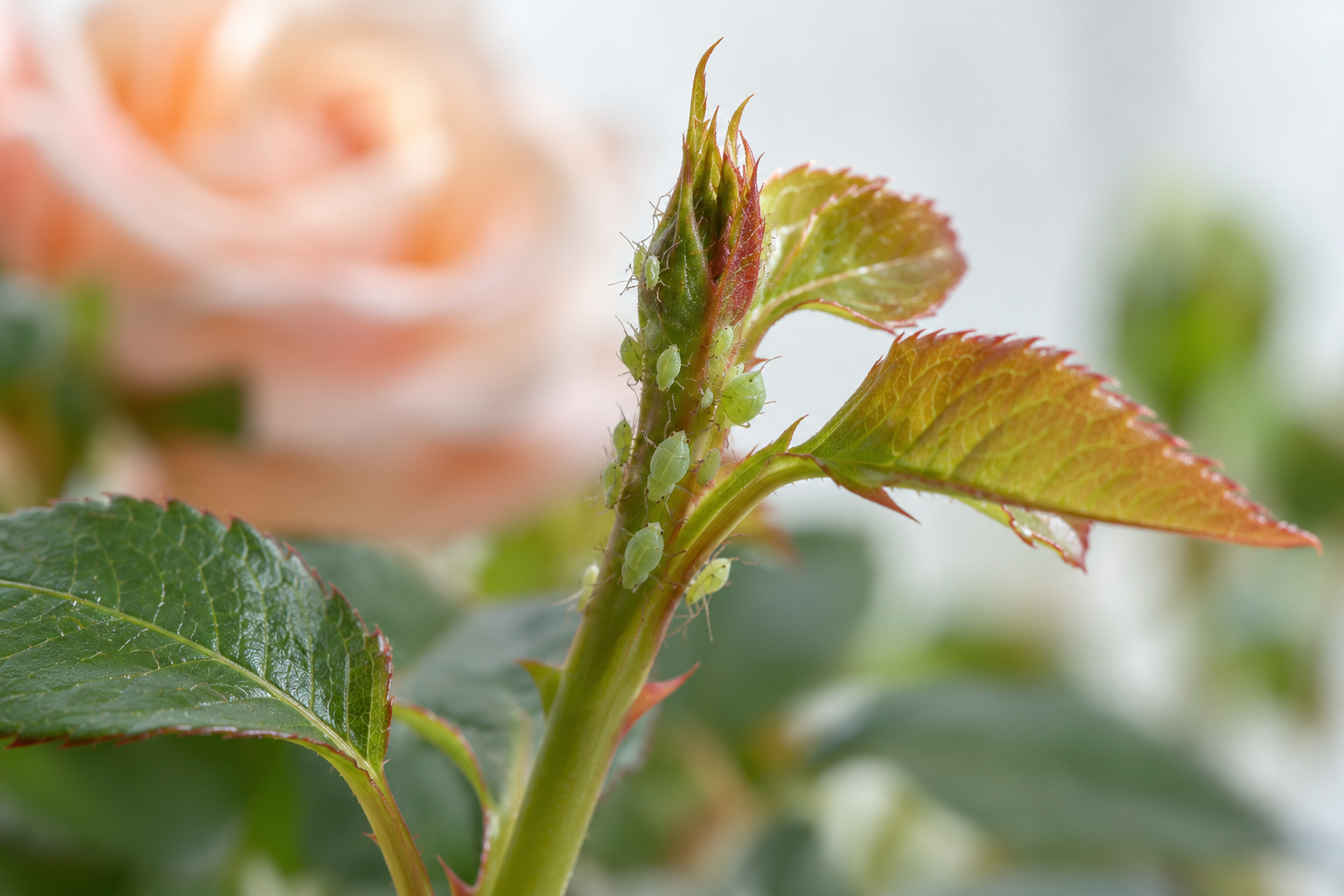 Small aphid colony on a tender rose growing tip.