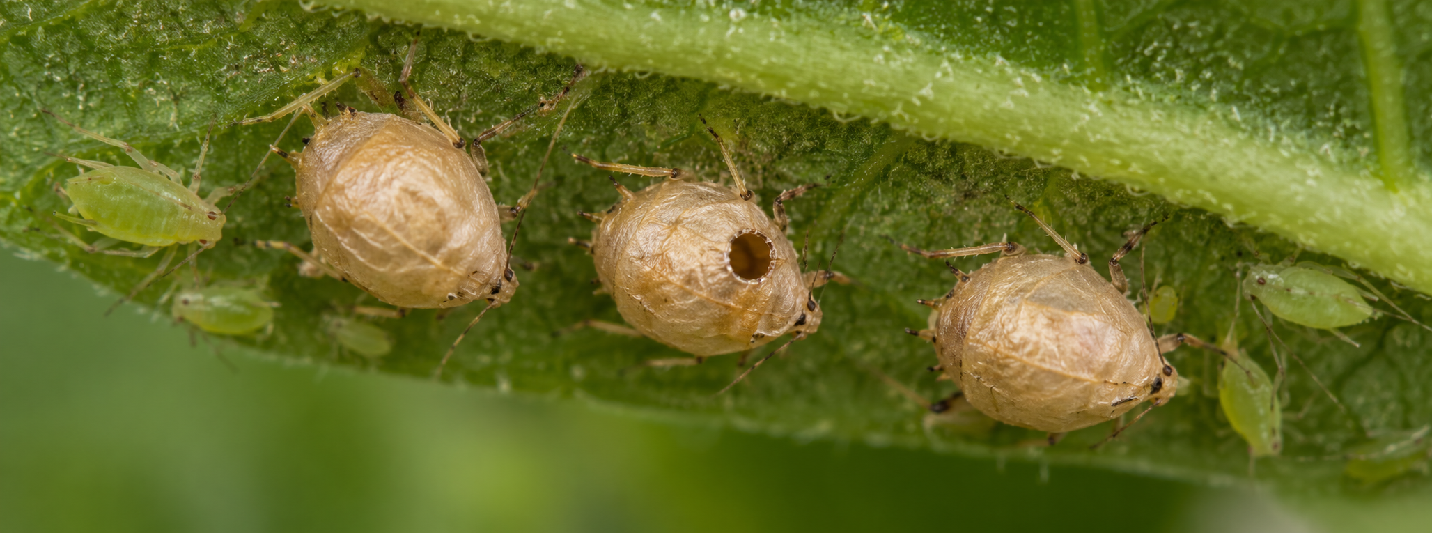 Photorealistic illustration for Colemani Makes More Wasps.