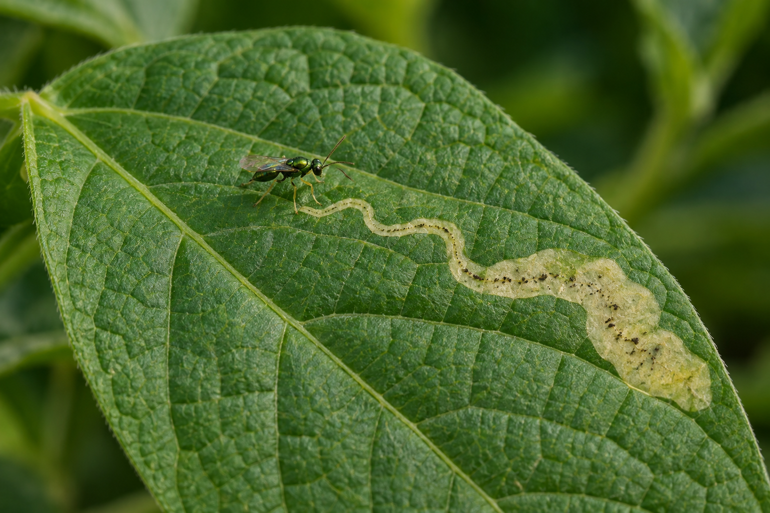 AI-generated editorial illustration of a tiny metallic green parasitoid wasp beside a leaf mine.