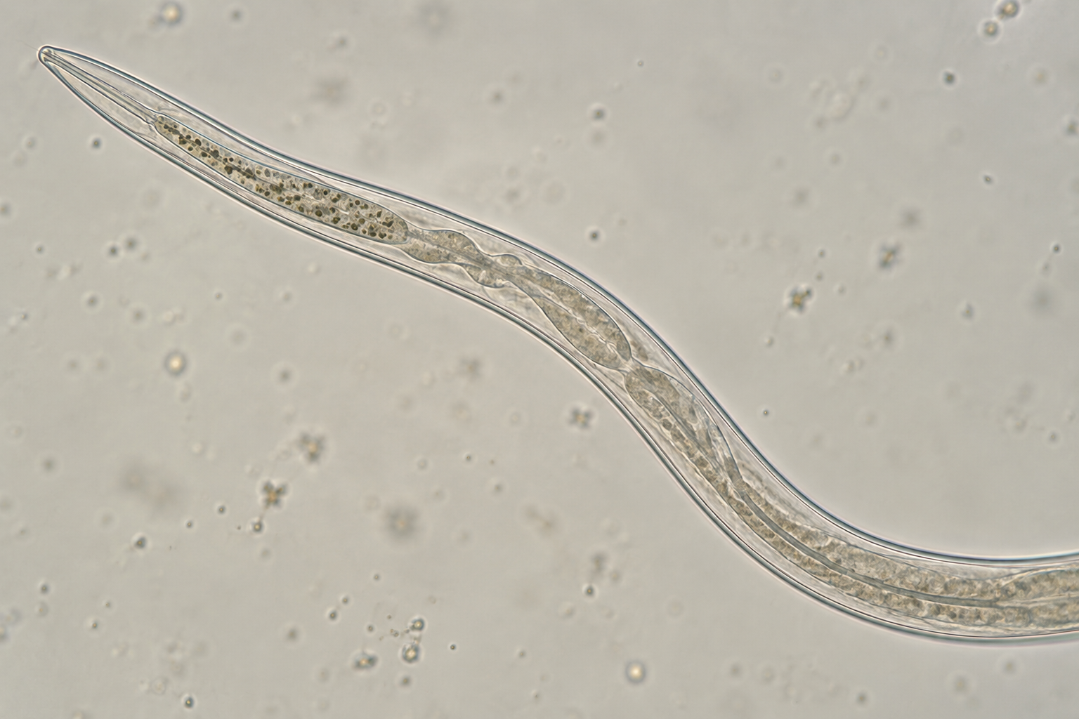 Microscopy-inspired nematode with a visible gut containing small bacterial forms.