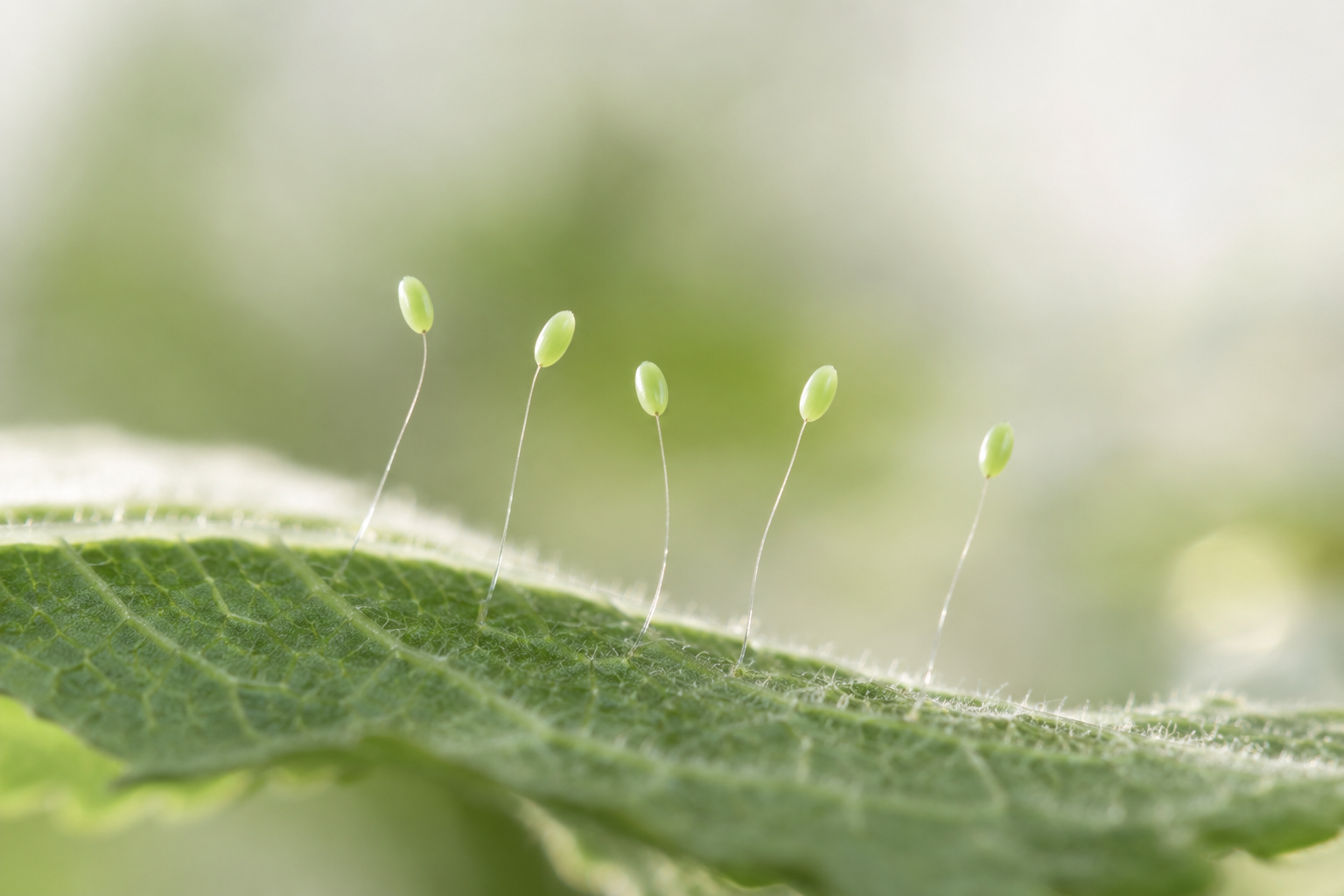 Pale green lacewing eggs on individual slender stalks above a leaf.
