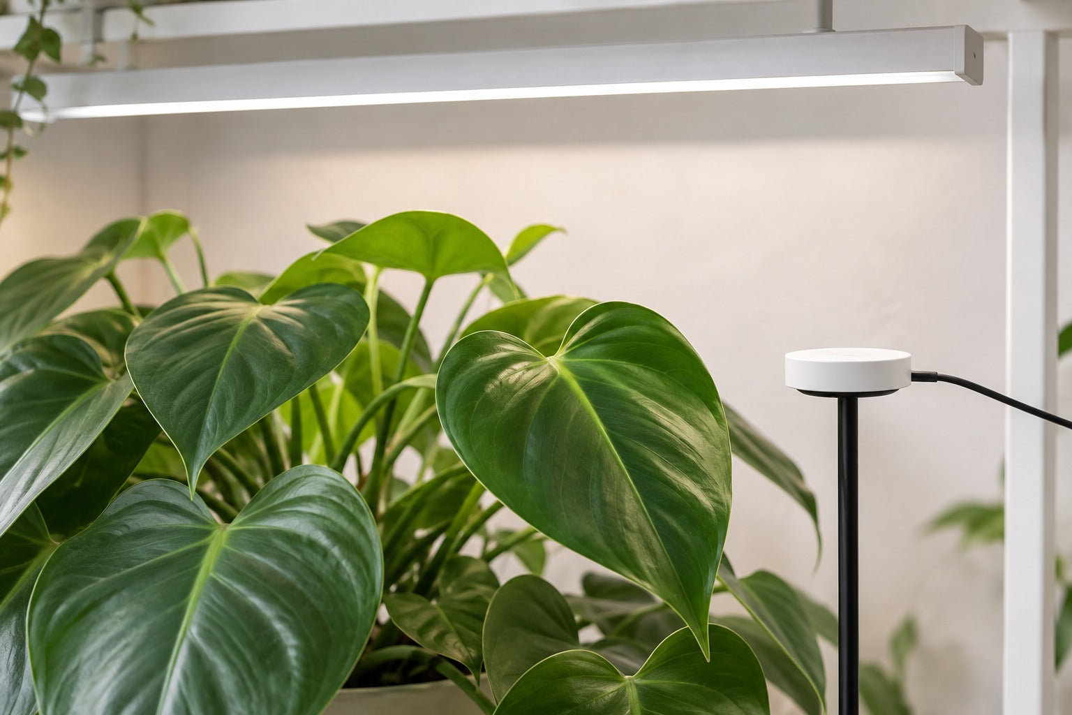 A leafy plant beneath a slim grow light with a quantum light sensor positioned near the canopy.