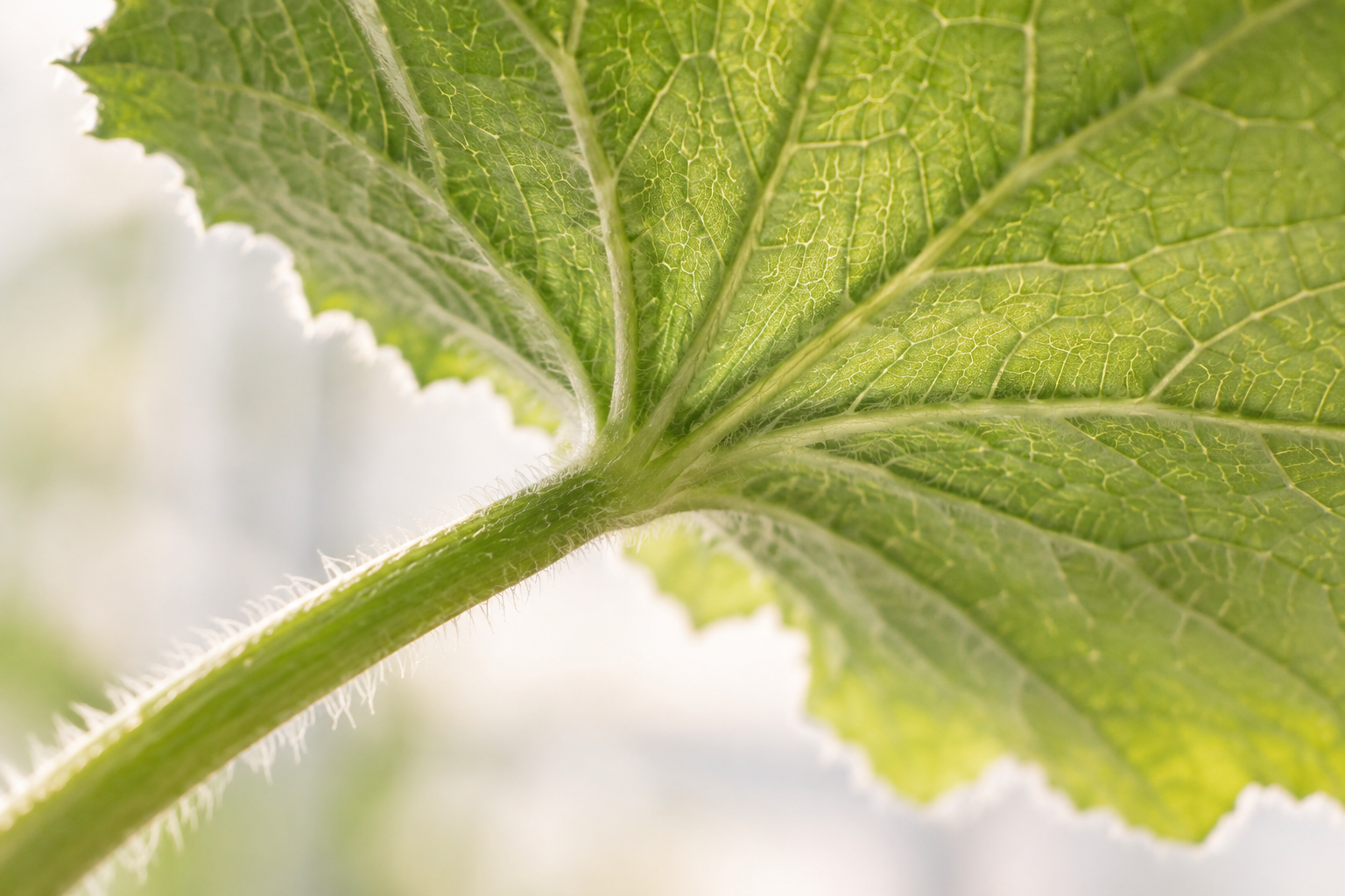 Close view of a cucumber leaf underside, veins, and fine hairs.