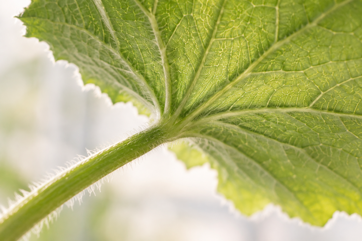 Close view of a cucumber leaf underside, veins, and fine hairs.
