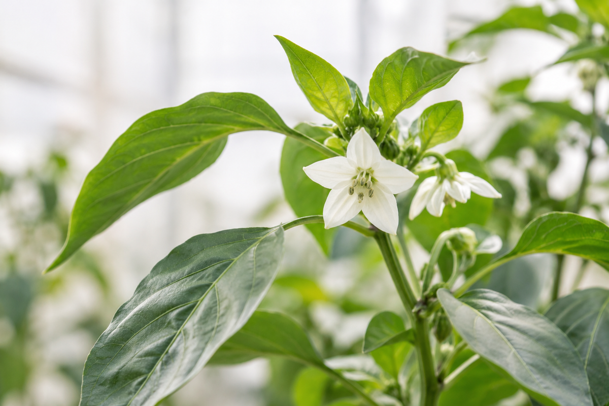 White pepper flowers among green leaves in a bright growing area.