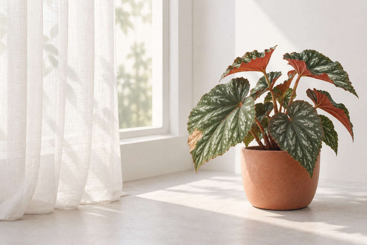 Editorial image of a begonia by a sheer curtain, with a pale damaged patch on one leaf.