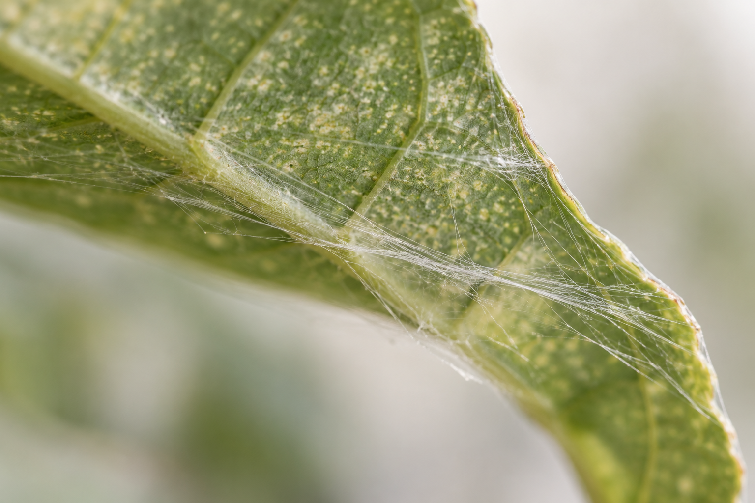 Fine spider mite webbing along the underside of a leaf.