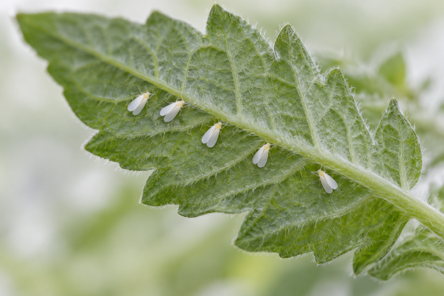 Small whitefly adults resting on the underside of a tomato leaflet.