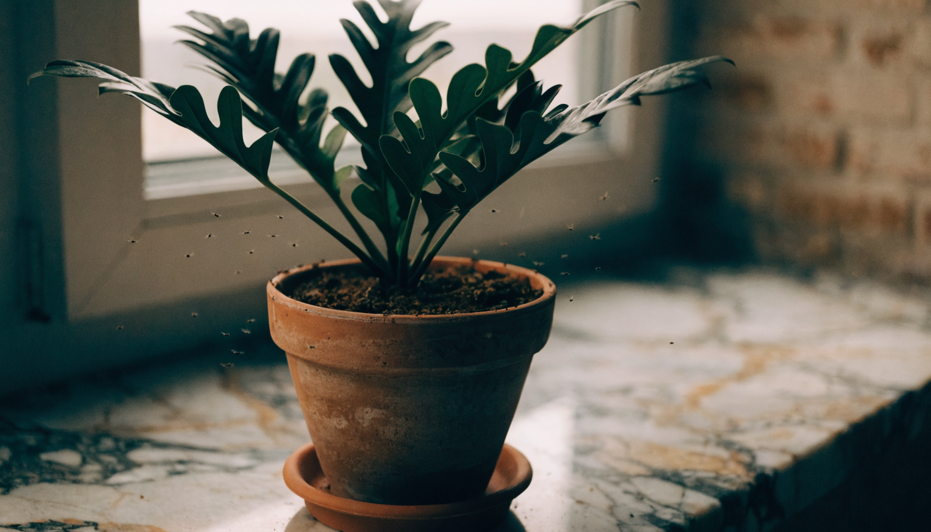 Fungus gnats in the air around a potted houseplant on a windowsill in low light