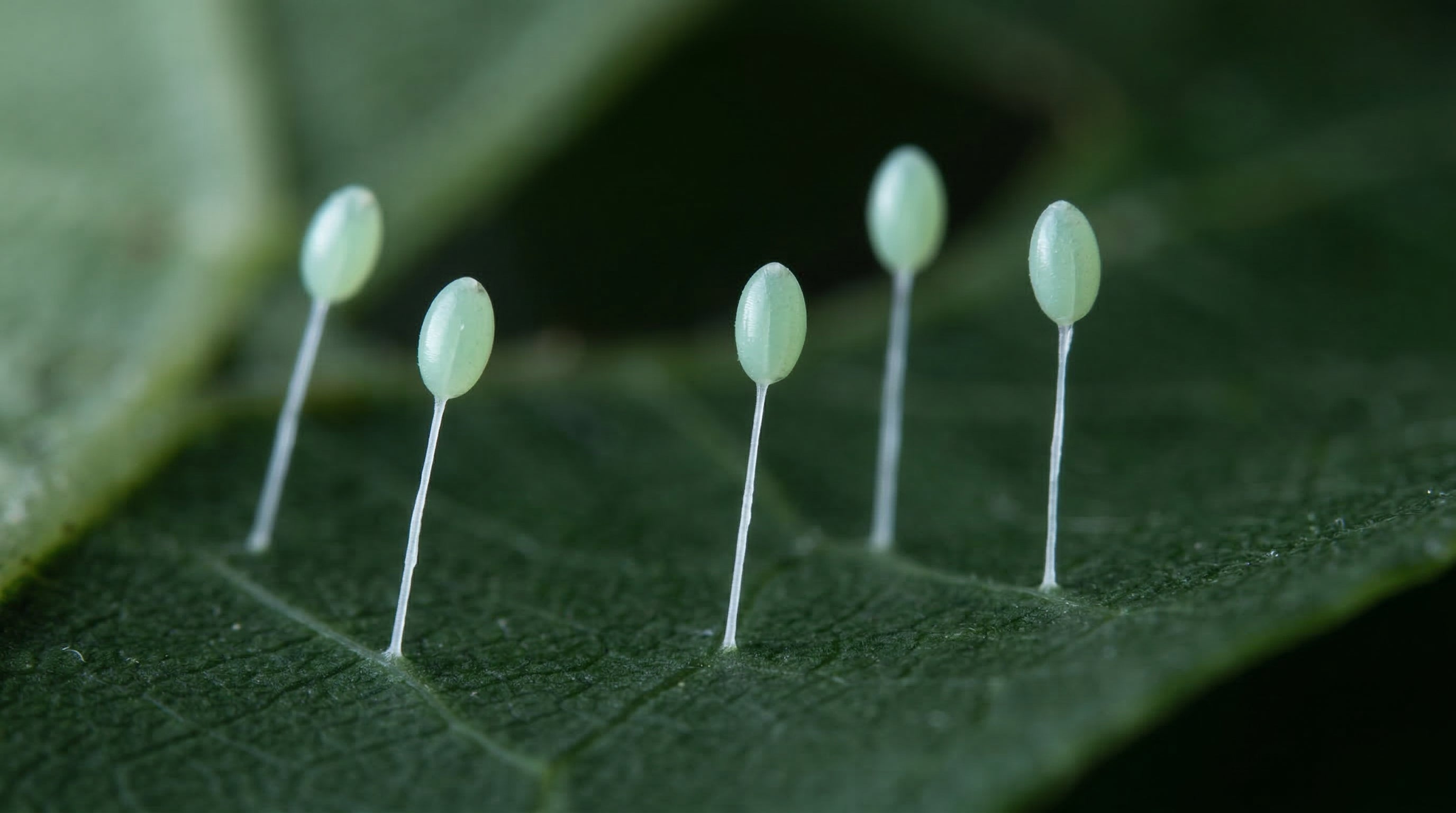 Eggs on Stalks: The Unusual Biology of Green Lacewing Eggs