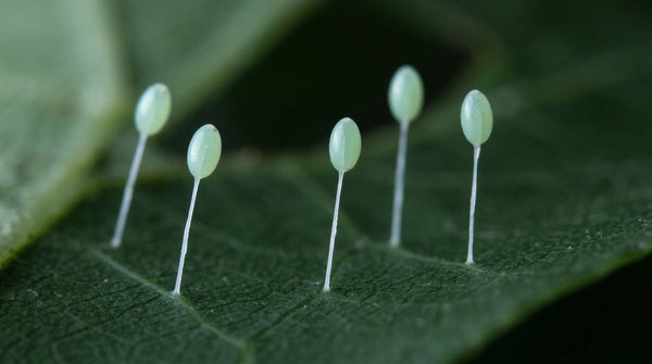 Eggs on Stalks: The Unusual Biology of Green Lacewing Eggs